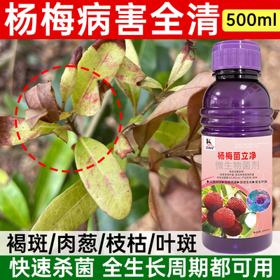 杨梅病害专用杨梅炭疽病褐斑病干枯病枝腐病赤衣病肉葱病专用药剂