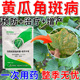 角斑病靶斑病褐斑病叶斑病黄瓜香瓜南瓜西瓜丝瓜等瓜类通用杀菌剂