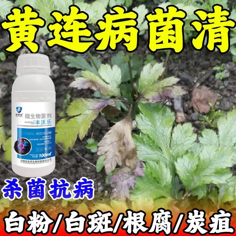 黄连病害清黄连专用药黄连病红叶黄叶黑叶死苗烂根专用菌剂正品