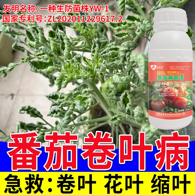 番茄病专用升级专利配方西红柿花叶卷叶黑杆青枯病灰霉病软腐专用