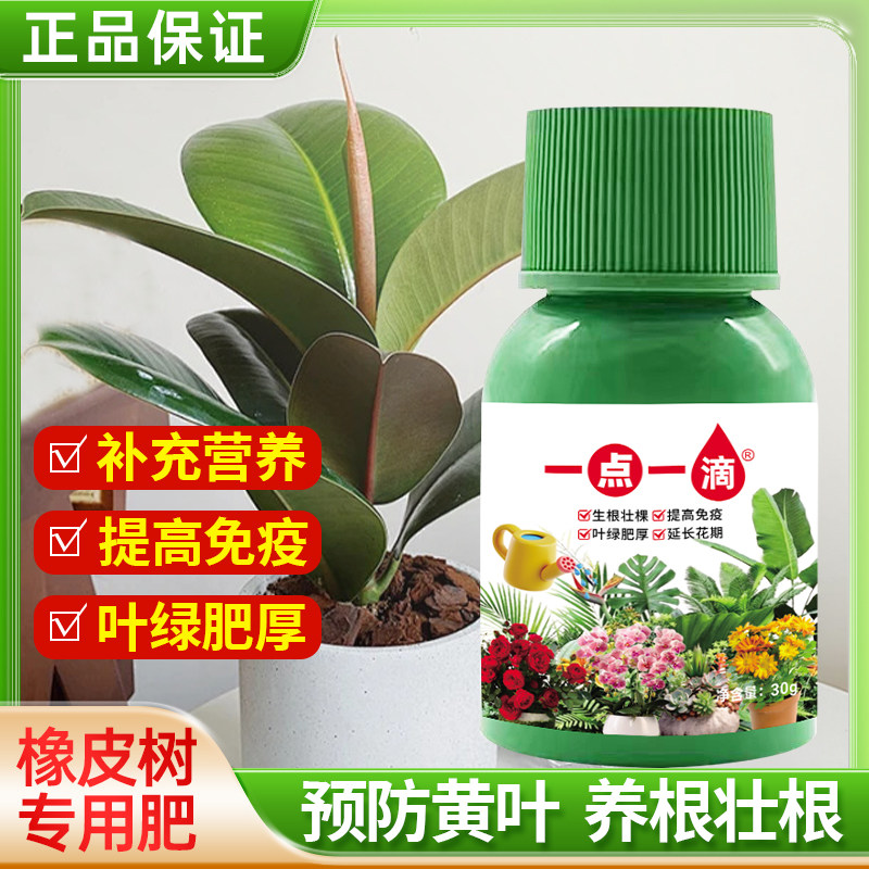 橡皮树叶子发黄干枯专用营养液肥料专用肥叶片发软下垂卷叶