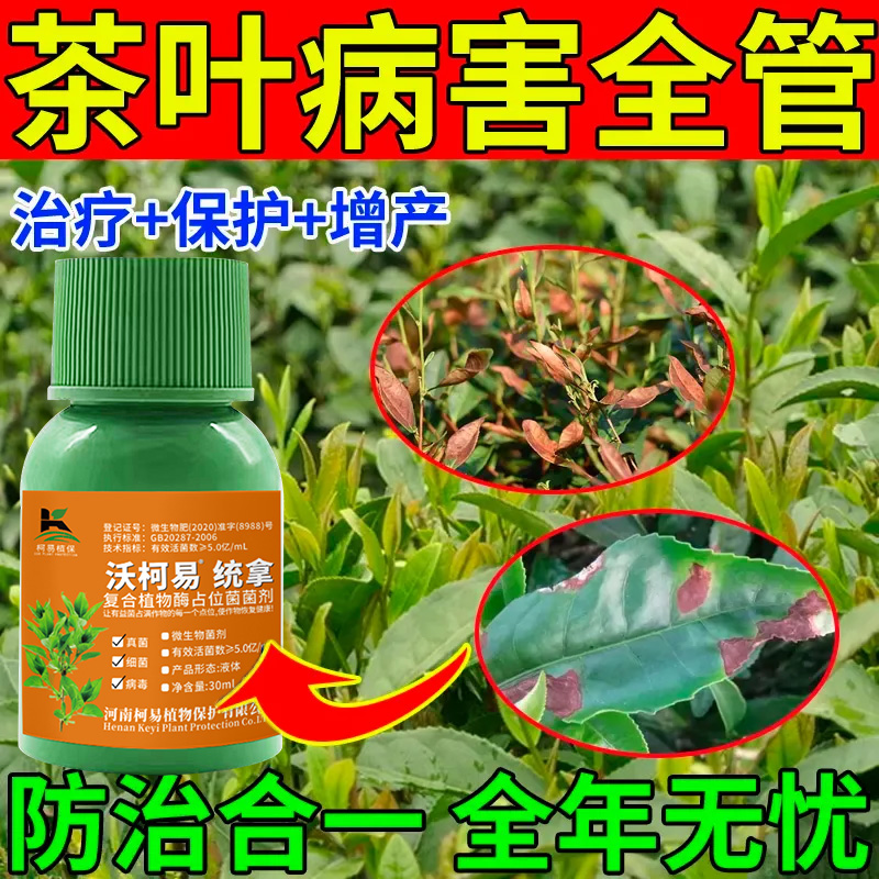 茶树茶饼病强效杀菌剂茶叶病全治茶叶黄叶病枯萎病茶饼病芽枯专用
