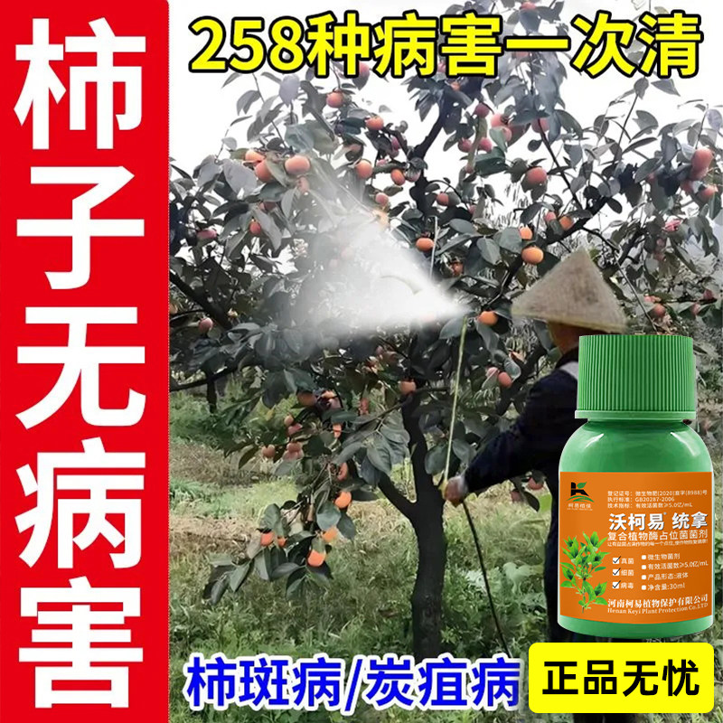 柿子炭疽病专用柿子清菌剂柿子病全治柿子树角斑病黄叶柿疯病黑星