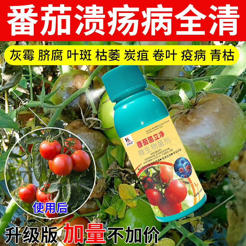 沃柯易番茄菌立净番茄青枯病灰霉叶斑枯萎病炭疽猝倒菌核白粉根腐