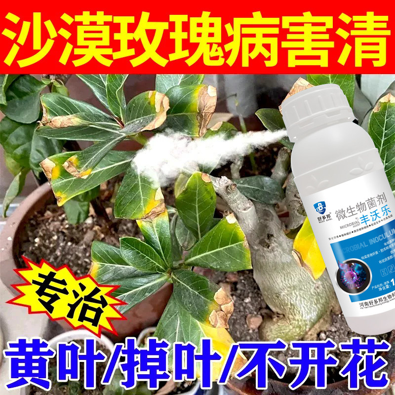 沙漠玫瑰病害】花卉枯枝病白粉病新芽干枯萎焉黄叶不生长抗病杀菌
