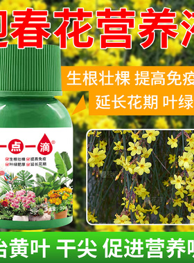 迎春花专用肥料花肥营养液叶子卷曲发黄焦尖干枯萎蔫锈斑叶面肥料
