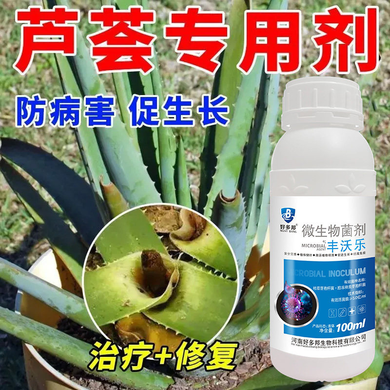 芦荟高温炭疽病防治黑斑黄叶枯萎烂根沤根空根增肥增厚芦荟家用肥