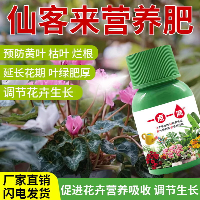 仙客来营养液通用型仙客来专用营养液花肥绿植水培植物肥料治黄叶