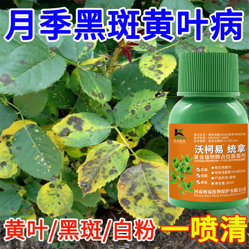 月季花专用药病全治黄叶黑斑病白粉病月季病药月季花杀菌剂
