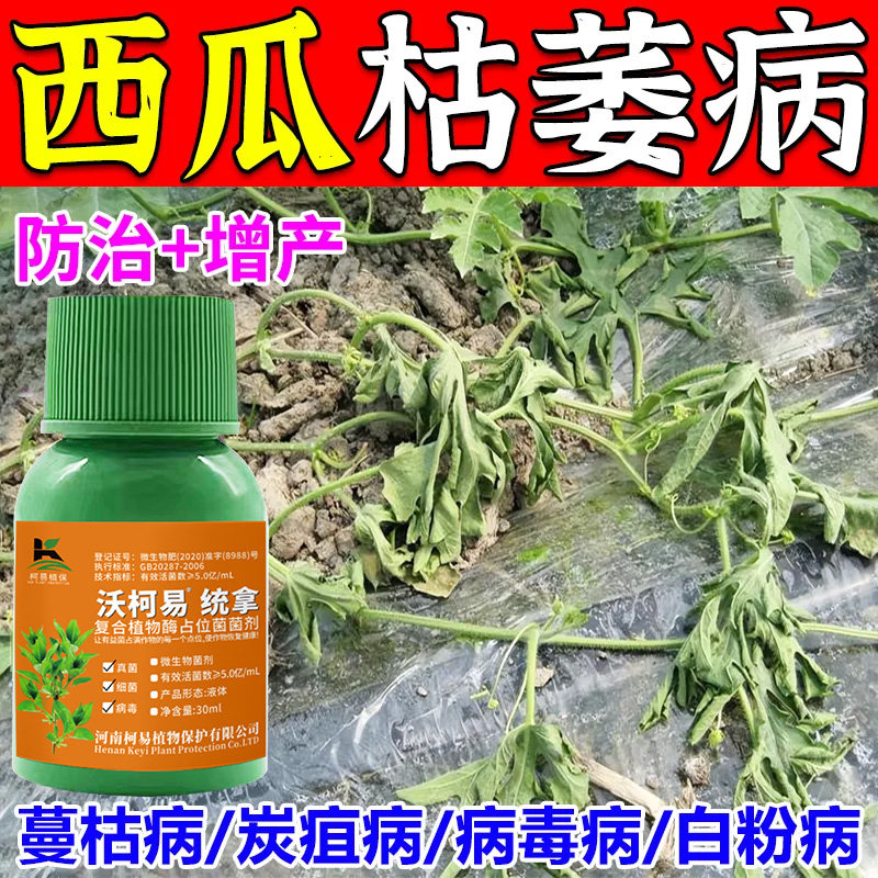 西瓜卷叶小叶花叶病毒细菌通杀西瓜杀菌剂西瓜病全治白粉病叶斑