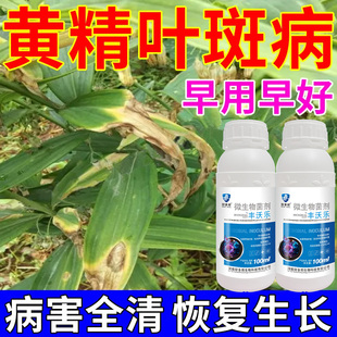黄精病害杀菌剂黄精专用防病药专治黄叶烂根根腐病黄精根腐病药