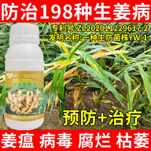 大姜病专用药国家专利技术配方大姜姜瘟病青枯病姜黄叶干尖茎基腐