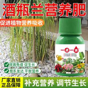 酒瓶兰营养液通用型酒瓶兰专用营养液花肥绿植水培植物肥料治黄叶