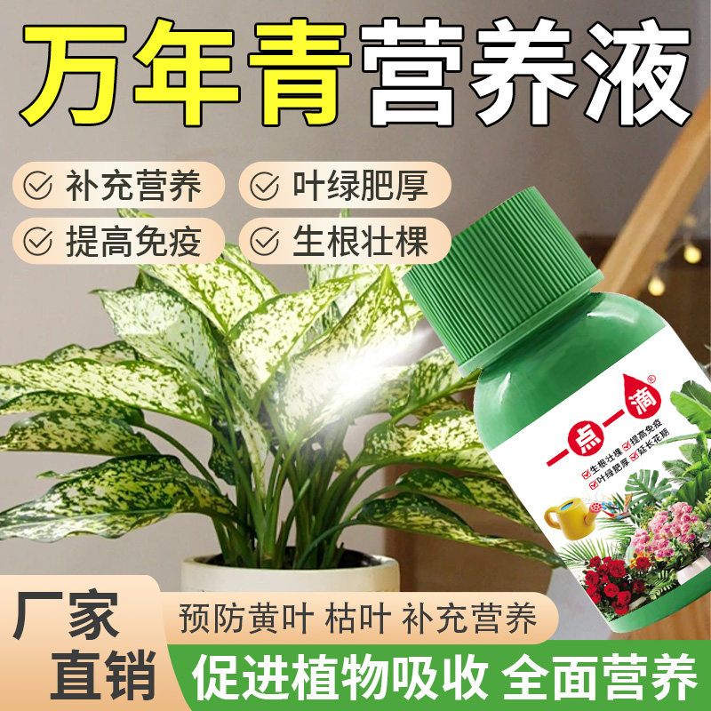万年青营养液通用型万年青专用营养液花肥绿植水培植物肥料治黄叶