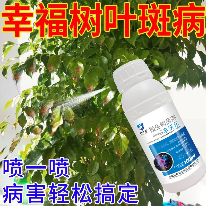 幸福树病害专用花卉枯枝病白粉病新芽干枯萎焉黄叶不生长抗病杀菌图片