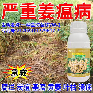 大姜病害清专利技术配方大姜姜瘟病青枯病黄叶干尖茎基腐病专用