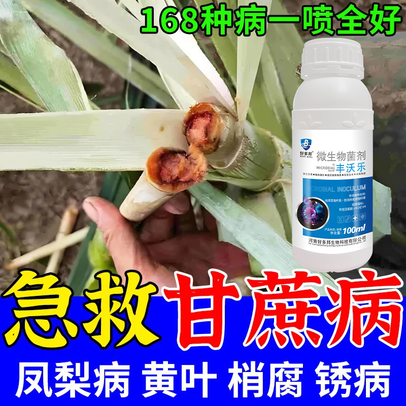 甘蔗病稍腐病专用甘蔗锈病叶斑病黑穗赤腐病黄叶黄化病全管通用型