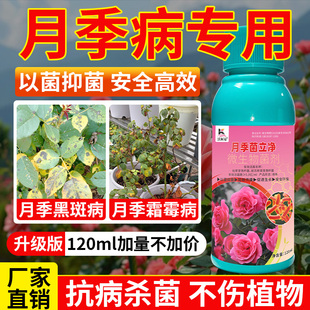 月季病害清黑斑病霜霉白粉病烟煤病锈病焦尖枯萎炭疽病正品杀菌剂