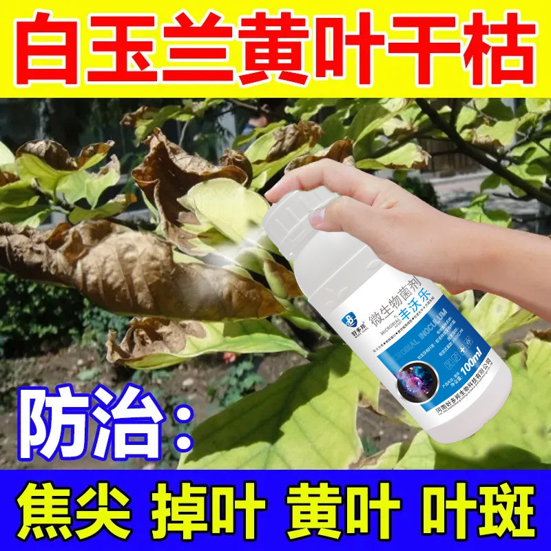 白玉兰黑斑病叶斑病炭蛆病专用药白玉兰病害防治黄叶卷叶落叶白粉