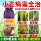 小麦专用菌立净黄叶霜霉基腐白粉黑穗全是纹枯锈病根腐病杀菌剂