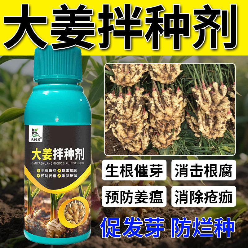 生姜拌种剂种姜拌种提高出芽率大姜姜瘟根腐青枯茎基腐抗病增收