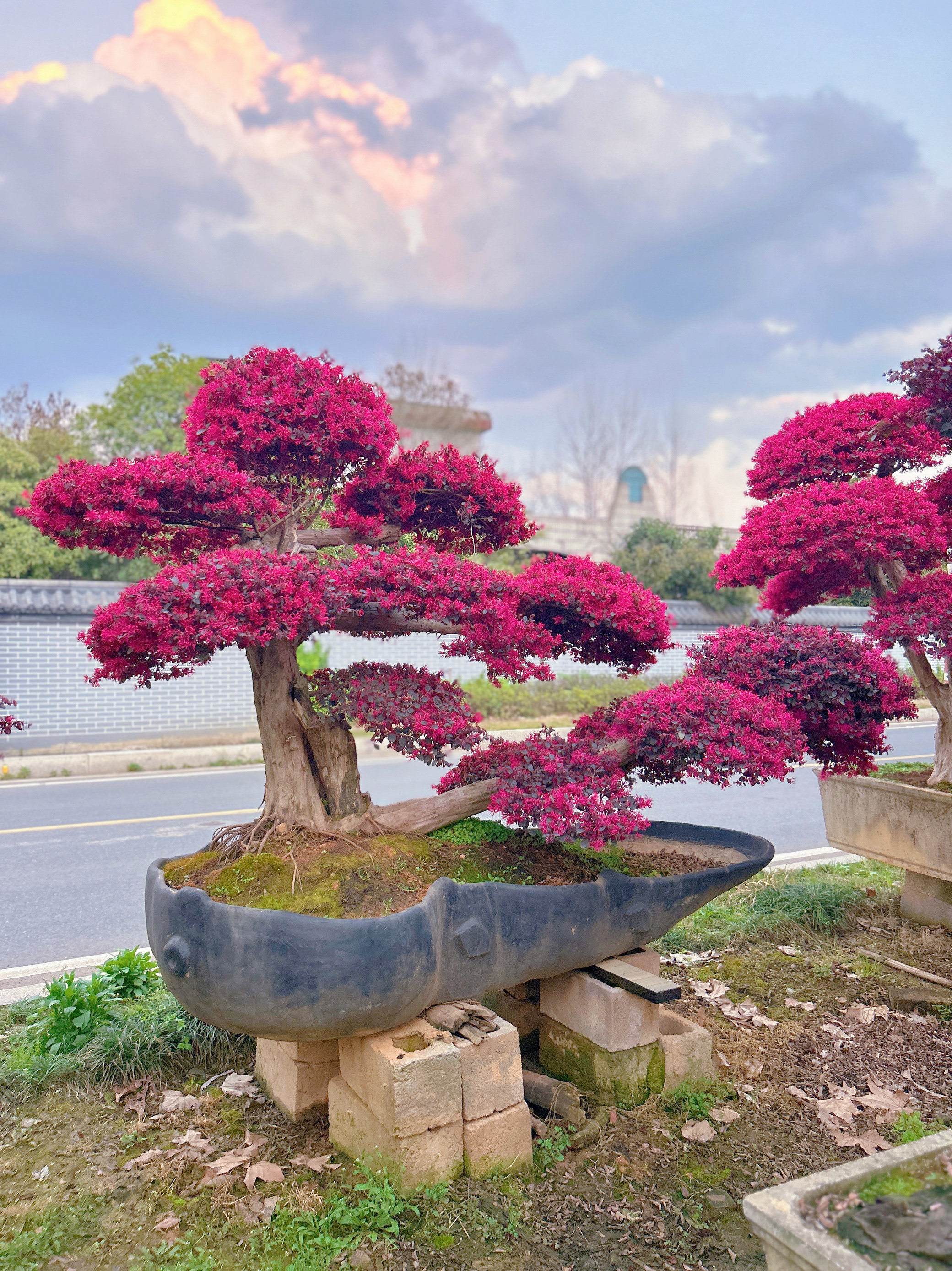 实拍大型红花继木盆景树桩树木别墅庭院绿化造型老桩精品古桩包邮