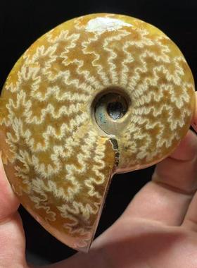 玉化螺吊坠海洋古生物菊石化石吊坠古生物螺化石标本斑彩螺发财螺