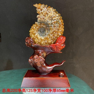 天然羊角螺摆件窦维雷菊石古生物化石原石标本玉化螺发财转运送座