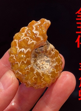 天然羊角螺窦维雷化石饰品