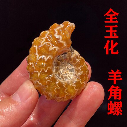 天然羊角螺窦维雷菊石化石原石玉化考古标本家居摆件饰品把玩件