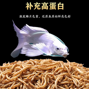 蝴蝶鲤通用饲料高蛋白兰寿银龙鱼食料面包虫鱼食通用饲料增白增肥