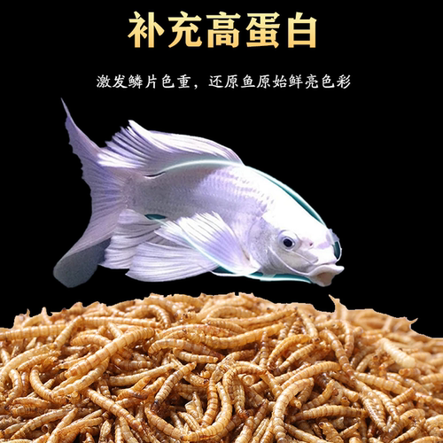 蝴蝶鲤通用饲料高蛋白兰寿银龙鱼食料面包虫鱼食通用饲料增白增肥