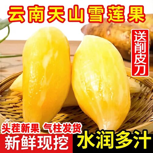现挖云南天山雪莲果新鲜当季