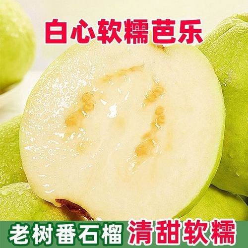 现摘白心芭乐软糯奶油番石榴冰淇淋口感当季新鲜水果5斤整箱包邮