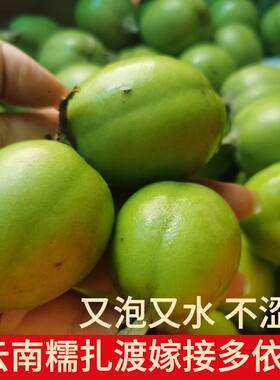 云南嫁接酸多依果糯扎渡渣子果又泡又水新品种送辣子面多依渣子