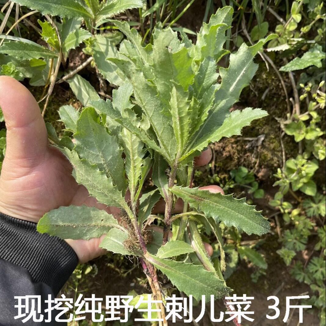 刺儿菜新鲜青青草刺狗牙七七菜野菜带刺菜带根带叶小蓟草中药材