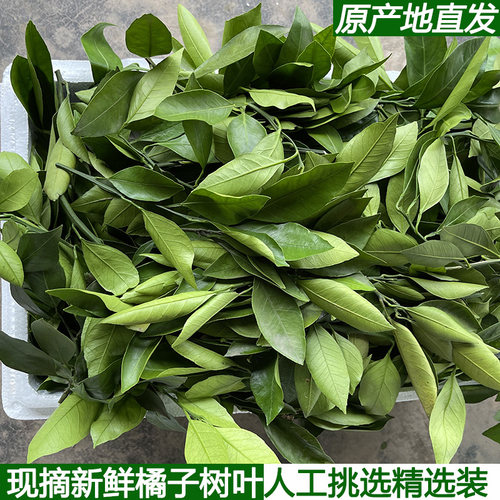 农村现摘新鲜柑橘叶橘子叶桔子叶橙树叶叶子西点蛋糕装饰绿色点缀