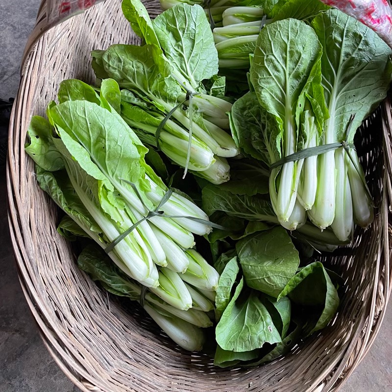 小白菜新鲜杭白菜火锅小青菜蔬菜油白菜白菜秧农家肥大叶菜包邮