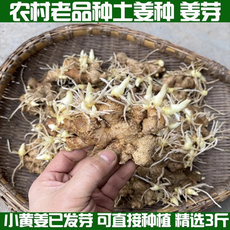 湖北小黄姜种子大姜生姜种植苗新鲜老姜姜芽姜苗月子姜催芽姜种籽