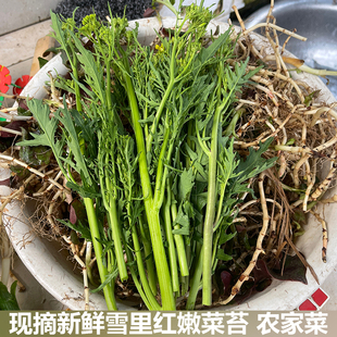 湖北雪里红嫩菜心冲菜尖青菜苔香菜苔青辣菜雪里蕻菜薹雪里蕻菜苔