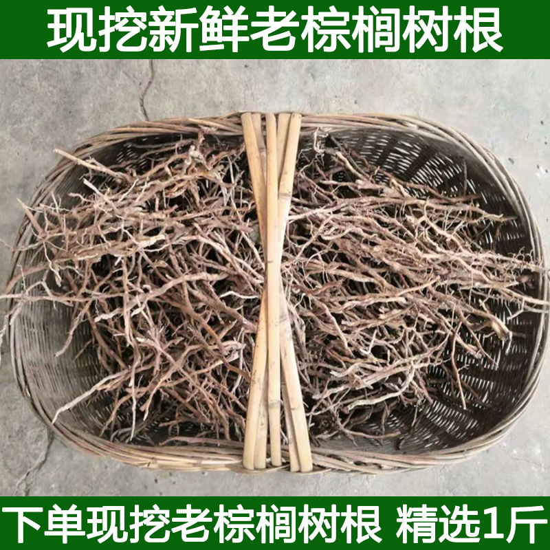 新鲜棕树根 棕榈树根 现挖棕榈根现挖棕榈根须新鲜棕根包邮