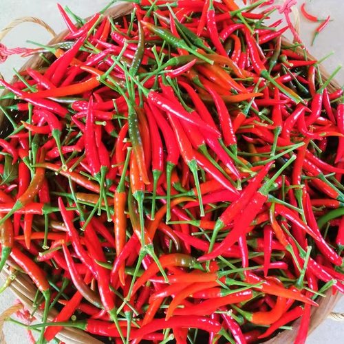 新鲜农家自种包邮小米辣椒