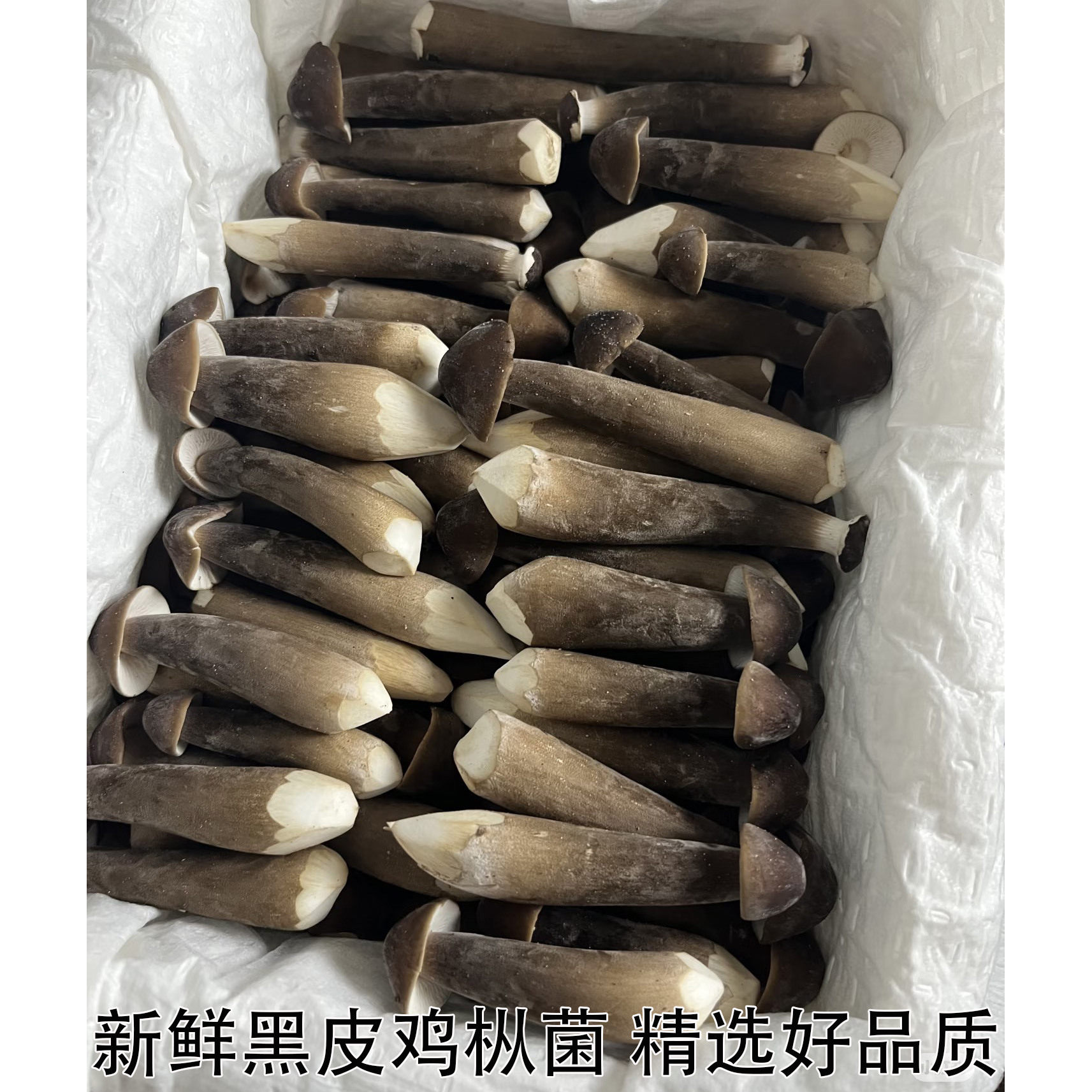 黑皮鸡枞菌系新年食用蘑菇菌菇煲汤火锅烧烤鸡枞菇鲜货非干货