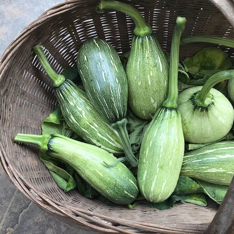 嫩南瓜新鲜长条嫩南瓜条状小南瓜南瓜仔农家自种应季新鲜蔬菜包邮