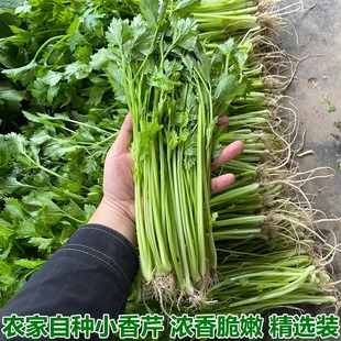 湖北农家菜现摘新鲜小芹菜根5斤西芹香芹青芹青菜蔬菜农村自种
