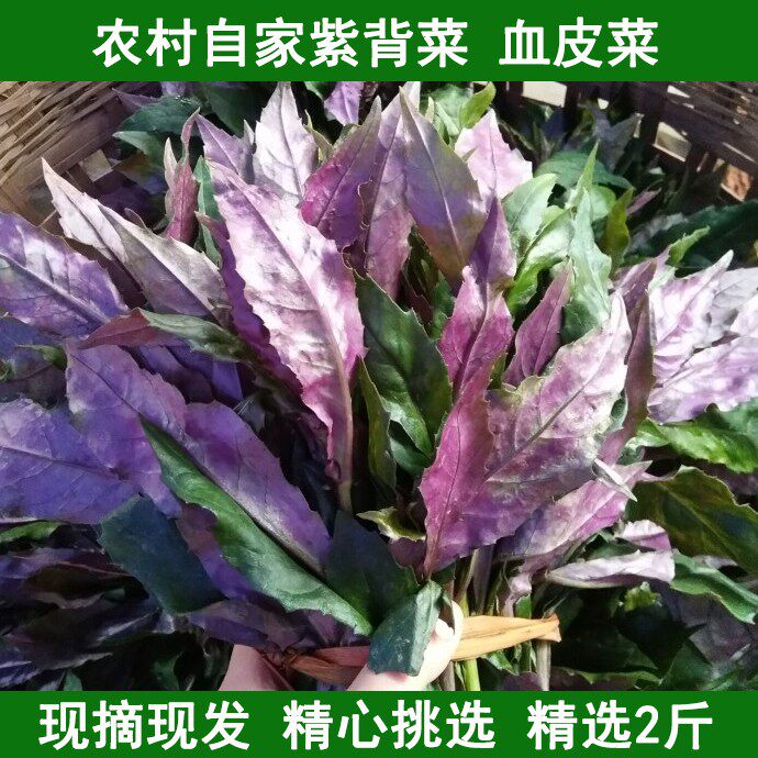 紫背菜湖北紫背天葵血皮菜蔬菜新鲜观音菜嫩叶农家蔬菜现摘包邮