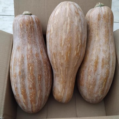 农村自种新鲜香粉糯老南瓜