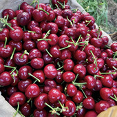包邮 新鲜车厘子樱桃大樱桃当季 水果现摘现发特大果人工挑选精品装
