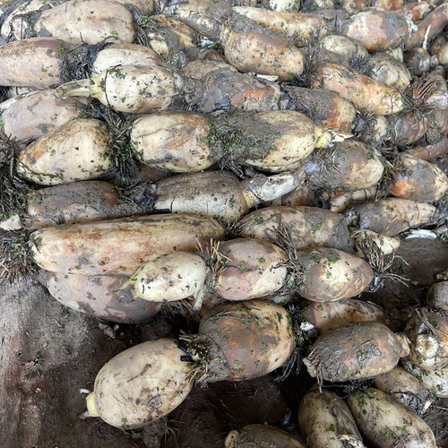 脆莲藕新鲜煲汤湖北特产