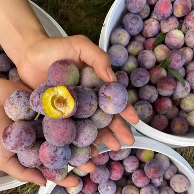 脆红李新鲜水果青红脆李